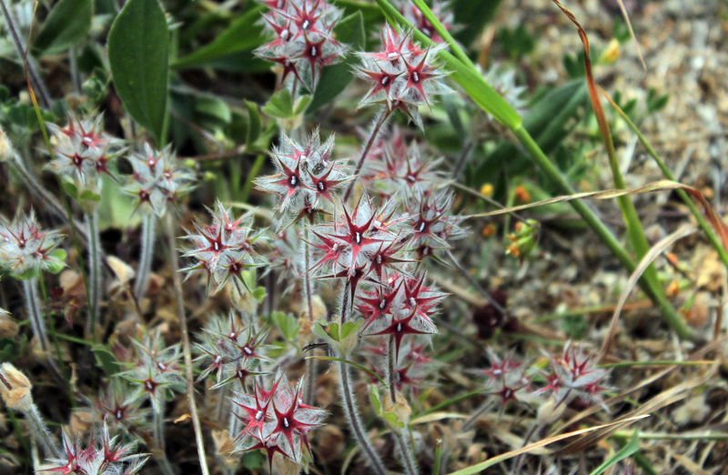 2016-04-27_133916 sardinien-2016.jpg - Sternklee